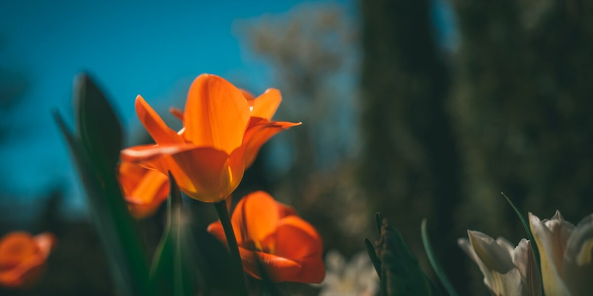 Top Coin Identifier Apps: Enthusiast Guide